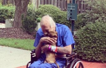 Smart Little Chihuahua Saves 86-Year-Old Navy Veteran Who Suffered A Stroke