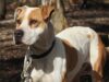 Sydney Woman Being Strangled By Home Intruder Is Saved By Loyal Dog