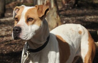 Sydney Woman Being Strangled By Home Intruder Is Saved By Loyal Dog