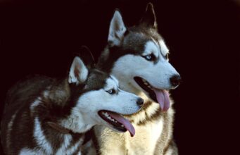 Watch How Dad Pranks Huskies By Changing The Texture Of The Hallway Floor