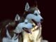 Watch How Dad Pranks Huskies By Changing The Texture Of The Hallway Floor