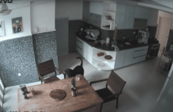 Dog Casually Picks Up A Cup Of Water From The Dining Table, Proving That Canines Are A Resourceful Lot