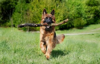 Watch This Little Girl Grow Up With A Puppy During Quarantine