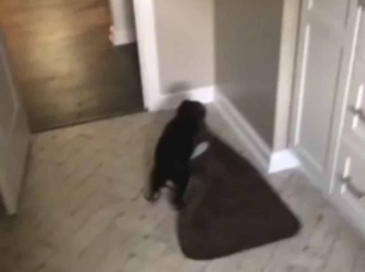 Cute puppy has some fun with a rug