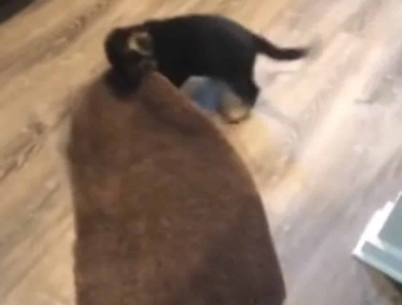 Darling puppy drags a rug around the house