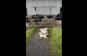Golden Retrievers Say Hello To Their Cow Friends, Proving That Whatever Dogs Do Will Always Be Amusing To The Human World