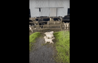 Golden Retrievers Say Hello To Their Cow Friends, Proving That Whatever Dogs Do Will Always Be Amusing To The Human World