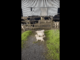 Golden Retrievers Say Hello To Their Cow Friends, Proving That Whatever Dogs Do Will Always Be Amusing To The Human World