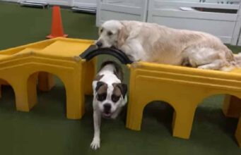 This Sweet Dog’s Previous Family Left Her Behind But Rescuers Came And Helped Her Find A New Home