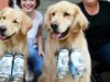 Brew Dogs Who Delivered Beer Bring Smiles To Customers During Lockdown Brew Dogs Making Customers Happy