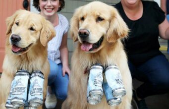Brew Dogs Who Delivered Beer Bring Smiles To Customers During Lockdown Brew Dogs Making Customers Happy