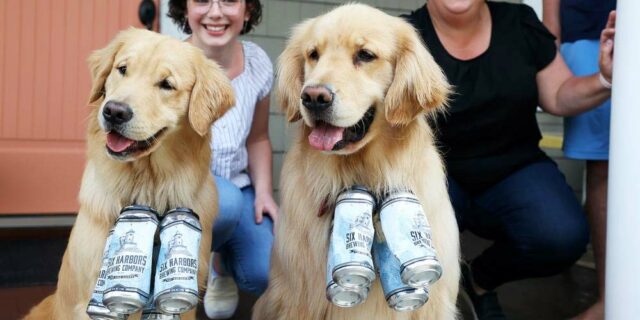 Brew Dogs Making Customers Happy