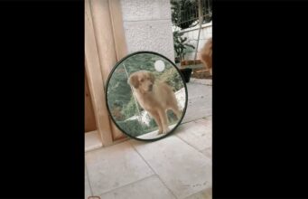 Golden Retriever’s Confused And Anxious Reaction Upon Seeing Himself For The First Time Will Lighten Your Mood Dog Sees Himself in the Mirror