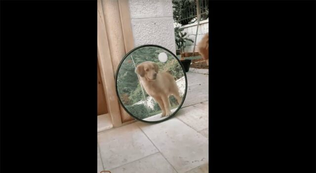 Dog Sees Himself in the Mirror