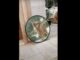 Golden Retriever’s Confused And Anxious Reaction Upon Seeing Himself For The First Time Will Lighten Your Mood Dog Sees Himself in the Mirror