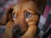 Dog Hit By Car And Left Untreated For Several Months Learns How To Survive Despite His Condition