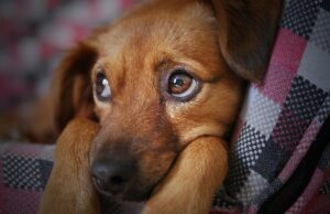 Dog Hit By Car And Left Untreated For Several Months Learns How To Survive Despite His Condition