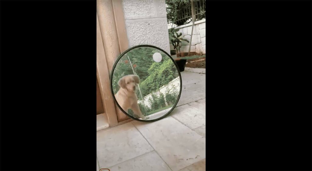 Golden Retriever Surprised by his Image in the Mirror