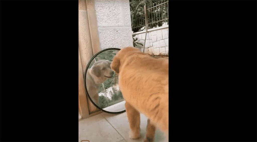 Golden Retriever Likes Looking at Himself in the Mirror