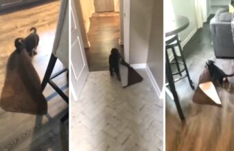 Silly Puppy Hilariously Drags Bathroom Rug For The Most Amusing Reason Puppy Drags Rug Around The House