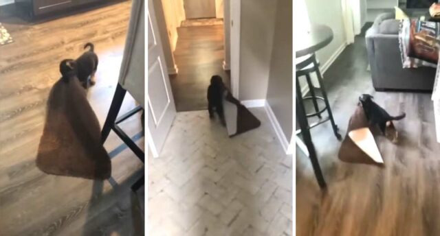 Puppy Drags Rug Around The House