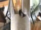 Silly Puppy Hilariously Drags Bathroom Rug For The Most Amusing Reason Puppy Drags Rug Around The House