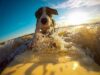 Surfing World Champion Has A Dog Training Company That Teaches Dogs How To Stand-Up On Paddleboards