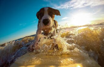 Surfing World Champion Has A Dog Training Company That Teaches Dogs How To Stand-Up On Paddleboards