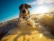 Surfing World Champion Has A Dog Training Company That Teaches Dogs How To Stand-Up On Paddleboards
