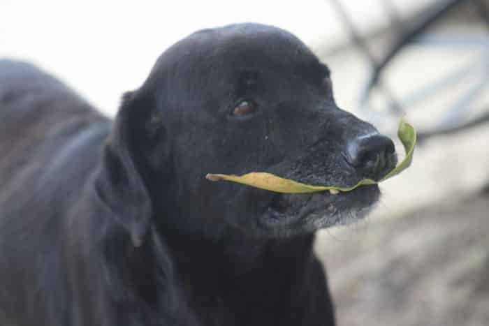 dog pays for cookie with leaf
