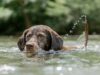 Three Lifeguard Dogs In Italy Save 14 People Carried Away By Strong Waves These Italian rescue dogs save the day