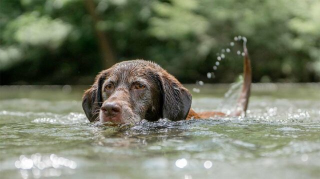 These Italian rescue dogs save the day