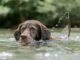 Three Lifeguard Dogs In Italy Save 14 People Carried Away By Strong Waves These Italian rescue dogs save the day