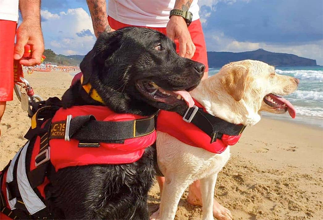 lifeguard dogs rescue swimmers in trouble