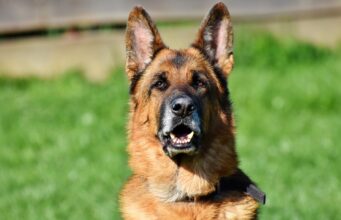 Rescue Program Trains Abandoned Dogs To Work With Police; Gives Them A Second Chance At Life