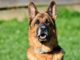 Rescue Program Trains Abandoned Dogs To Work With Police; Gives Them A Second Chance At Life
