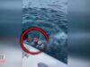 Good Samaritans Save Doggo Drowning Off The Coast Of Florida Zuko the dog rescued after falling in the water