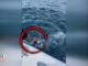 Good Samaritans Save Doggo Drowning Off The Coast Of Florida Zuko the dog rescued after falling in the water