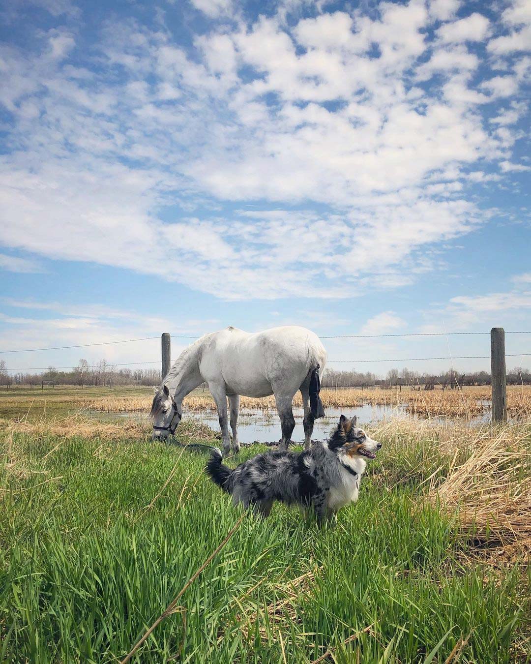 Australian Shepherd and his horse best friend