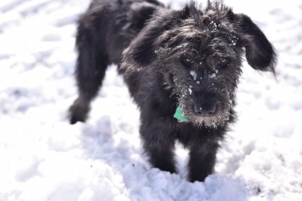 Dog dropped off in the snow and alone