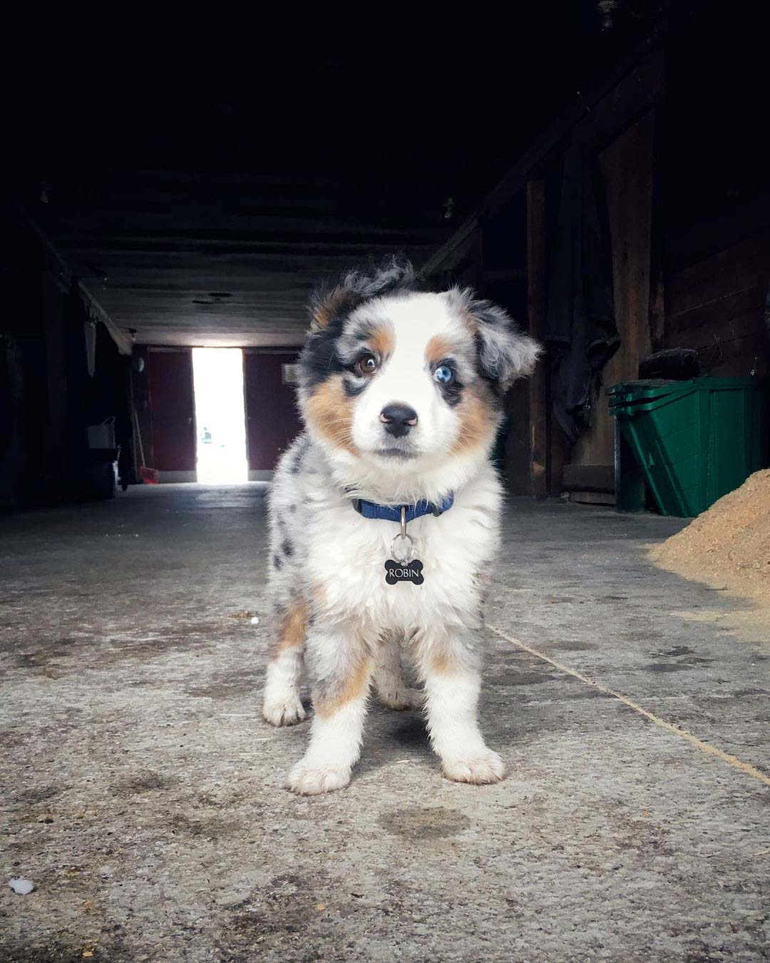 beautiful australian shepherd puppy