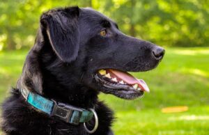 Brilliant Dog Pays For Cookies At School Cafeteria With Leaves He Picked Up From The Ground Dog buys cookie with leaf