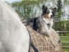This Australian Shepherd Cannot Get Enough Rides On His Horse Best Friend Australian Shepherd riding a horse
