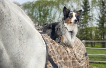This Australian Shepherd Cannot Get Enough Rides On His Horse Best Friend Australian Shepherd riding a horse