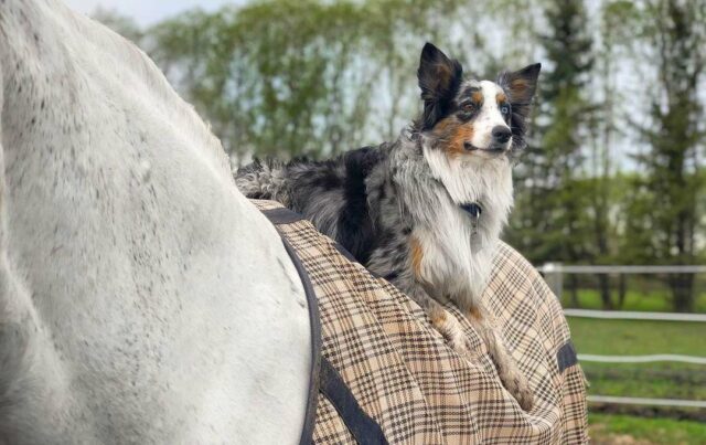 Australian Shepherd riding a horse