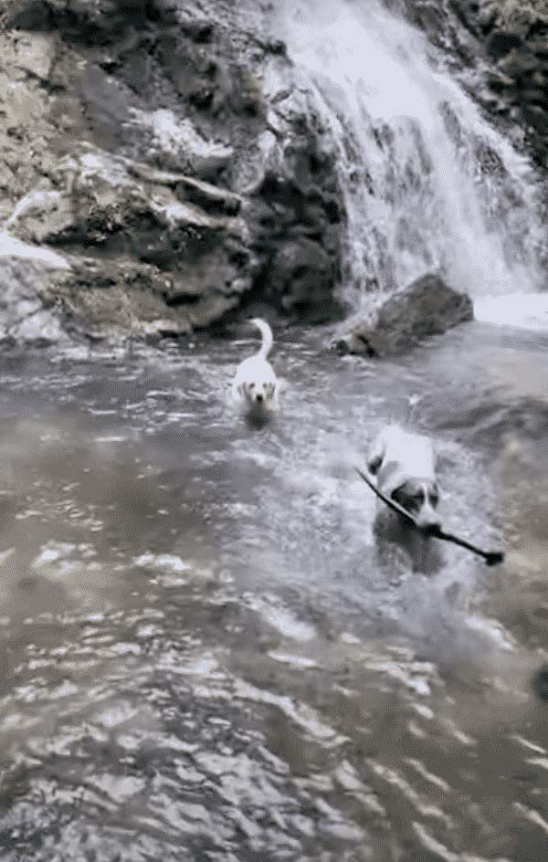Doggies enjoying swim time at Whiskey Falls