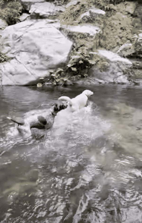 Swim time at Whiskey Falls