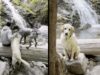 Watch These Dogs Enthusiastically Show How Much They Love to Hike Near Whiskey Falls Dogs hiking and enjoying Whiskey Falls