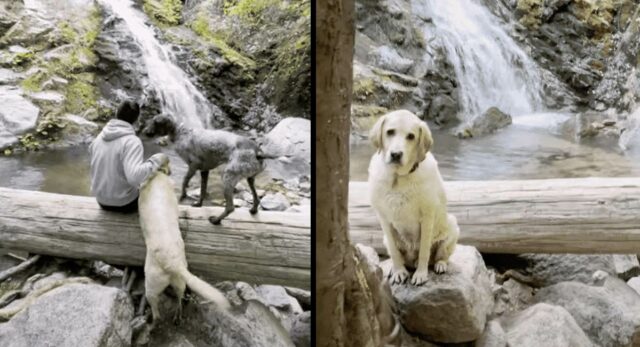 Dogs hiking and enjoying Whiskey Falls