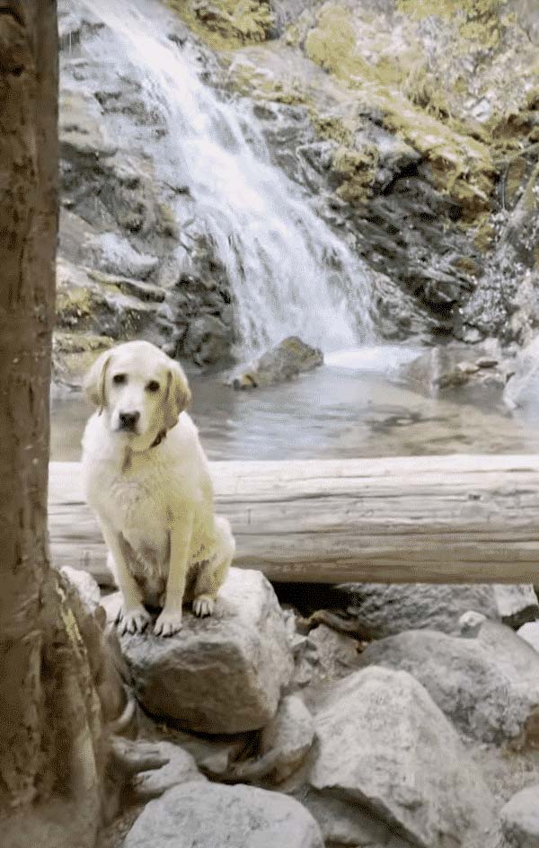 This Golden lab loves hiking to Whiskey Falls